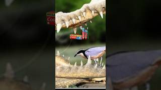 Crocodile never eat plover bird  crocodile relationship with plover fact crocodile bird shots [upl. by Aket]