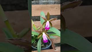 Cattleya dormaniana tipo [upl. by Neyud]