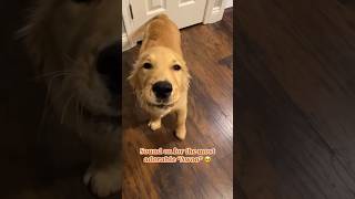 The most adorable golden retriever pup [upl. by Neile694]