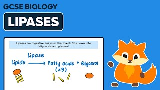 Digestive Enzymes Lipases  GCSE Biology [upl. by Armstrong474]