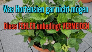 Was Hortensien nicht mögen  Diese FEHLER solltet ihr bei der Hortensienpflege vermeiden [upl. by Lanette736]