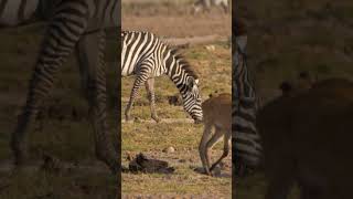 Oxpeckers on Reedbuck shorts kenyawildlife [upl. by Xet]