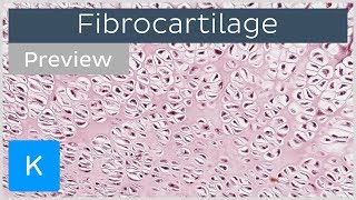 Fibrocartilage location and tissue function preview  Human Histology  Kenhub [upl. by Urbanus885]