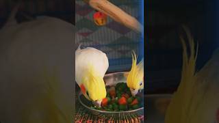 Cockatiels Favourite Breakfast trending gullugulli viralshorts youtubeshorts love explore yt [upl. by Holle]