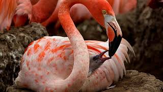 Aves 7  Flamingo [upl. by Jun562]