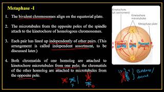 Meiosis Complete in Tamil Comparison of meiosis and mitosis [upl. by Hylan]