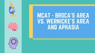 Brocas Area vs Wernickes Area and Aphasia MADE EASY  MCAT [upl. by Soisatsana]