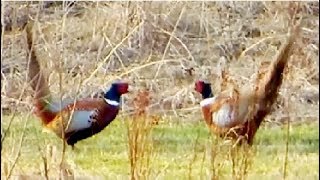 Pheasant vs Pheasant Common pheasant fight [upl. by Wheaton]