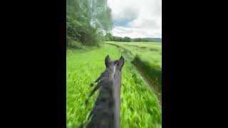 Accouplement de cheval horse lanimal le plus intelligent 🧠 du monde vu viral [upl. by Sammie274]