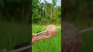 Coconut shell arrow amazingfacts facts [upl. by Eiryt]