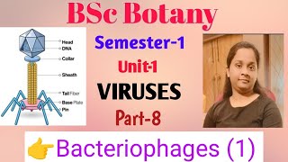 BSc Botany Sem1 Unit1 VIRUS Discovery amp Structure Of Bacteriophage Part8 Lucknow University [upl. by Saylor700]