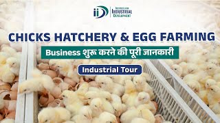 मुर्गी पालन व्यवसाय कैसे शुरु करे  How to start Chicks Hatchery amp Egg Farm Business [upl. by Hungarian586]