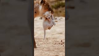 Rare White Lion Cub Spotted with Lioness [upl. by Christianson]