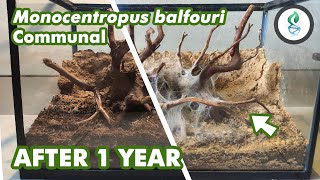 Monocentropus balfouri Communal UPDATE AFTER 1 YEAR [upl. by Iv]