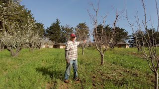 How to Control Fruit Tree Size by Rootstock Selection [upl. by Inga]