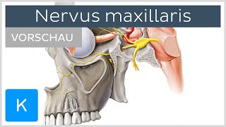 Nervus maxillaris Vorschau  Anatomie Verlauf und Funktion  Kenhub [upl. by Sandberg856]