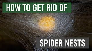 How to Get Rid of Spider Nests 4 Easy Steps [upl. by Gabel49]