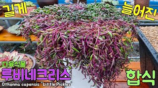 길게 늘어진 다육식물 루비네크리스 합식Othonna capensis quotLittle Pickles [upl. by Seiter]