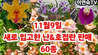 새로입고 난amp호접란 판매 60종 주문 010 5121 5030 [upl. by Aikem]