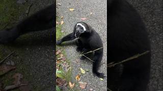 The Unbelievable Sounds of Gibbons [upl. by Cyrus]