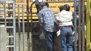 What happens at the cooktown rodeo [upl. by Divod]