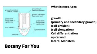 What is Root Apex Types of growthcell division cell elongation and Meristem [upl. by Apostles415]