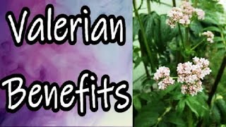 Valerian Benefits [upl. by Alberik]