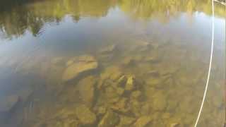 Landlocked salmon  Winooski river VT [upl. by Floro]