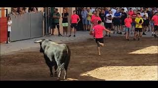 Festejos Populares Rafelbuñol 2024Toros Cerriles Ganaderias DJuan Pedro Domecq amp Román Sorando [upl. by Ellennahs585]