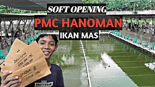 NEW PMC HANOMAN IKAN MAS LANGSUNG JUARAAA [upl. by Anahcar]