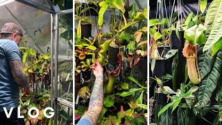 Visiting A Friend’s Loft He Turned into an Amazing Genius Greenhouse  Nepenthes and Aroid Heaven [upl. by Eitsirhc]