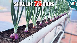 SeedtoHarvest Shallots in PVC Pipes  Perfect for Small Spaces [upl. by Spillar]