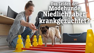 Das Leiden der Modehunde Niedlich aber krankgezüchtet SPIEGEL TV für ARTE Re [upl. by Ticon]