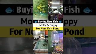 Buying New Fish For Pond guppyfish mollyfish fishing shorts petsvlog [upl. by Liek329]