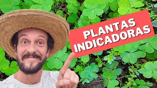 PLANTAS INDICADORAS [upl. by Esta]