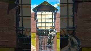 Woodpecker eating at the Bird Feeder Buffet Suet Feeder birds burung nature Downy Woodpecker [upl. by Lenna]