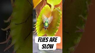 Flytrap Tricks Fly by Being Slow [upl. by Fesuoy853]