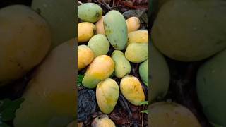 Harvesting mango 🥭🌳mango fruit shorts shortsfeed shortvideo viralvideo shortsyoutube fyp [upl. by Divad]