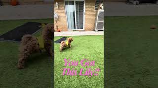 Cavoodle Puppy Takes on 5 Temu Ball in EPIC Showdown shorts [upl. by Honey]