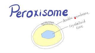 Peroxisome  What’s the function [upl. by Toffey]