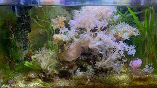 HOW I TRIM MACROALGAE IN THE REEF [upl. by Niassuh]