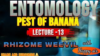 Lecture 13 Rhizome weevil  Pests of banana  Entomology Important Pests  5th semester entomology [upl. by Penman]