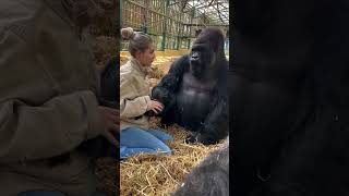 LADY FEEDS A GORILLA [upl. by Selinda]