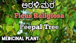 ಅರಳಿ ಮರ Peepal Tree Ficus Religiosa [upl. by Brink]