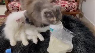 Best milk for Newborn kitten বাচ্চা বিড়ালের জন্য সবচেয়ে ভালো দুধ কোনটি  MIDALAC Milk [upl. by Amsden]