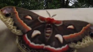 Cecropia Moth [upl. by Atilam]