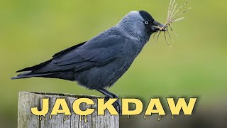 Western jackdaw sound and call [upl. by Lantz908]