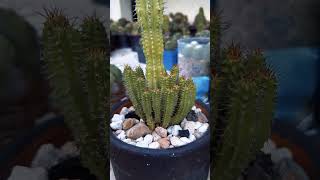 Cactus and succulents  Euphorbia Fruticosa [upl. by Yarak585]