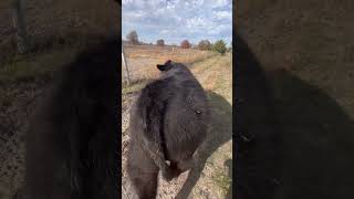 Where the Green Grass Grows angus steers ranchlife ranchmama country [upl. by Cornwell]