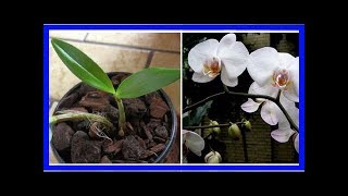 VOICI COMMENT FAIRE REFLEURIR UNE ORCHIDÉE FANÉE  EN VIDÉO [upl. by Ammej573]